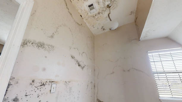  Dover, AR Mold Removal Pros