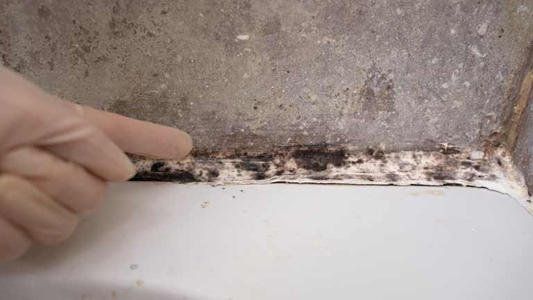 Trusted Dover, AR Mold Removal Experts